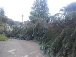 Při bouři Fabienne spadl strom na zaparkovaný automobil