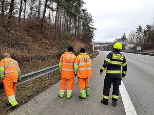 Strom se zřítil přímo při likvidaci jiného polomu